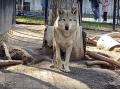В челябинском зоопарке волки-братья Мухтар и Джульбарс отпраздновали свой день рождения 