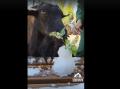 В челябинском зоопарке питомцы провели ритуал изгнания холодов