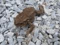 На лесные дороги в Челябинской области выползли ядовитые жабы