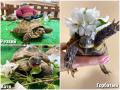 Екатерина, Горбатый и Резкий из челябинского зоопарка празднуют Всемирный день черепах