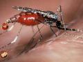 В Миассе обнаружены малярийные комары, сообщили в США русские учёные