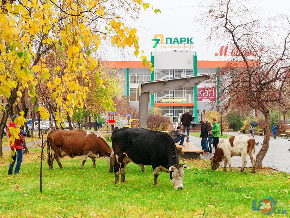 Седьмой парк. 7я парк Миасс. 7 Парк Миасс. Миасс ТЦ 7я парк. 7я парк Миасс площадка.